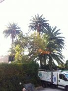 Photo BJS : Elagage de palmiers