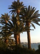 Photo BJS : Elagage de palmiers